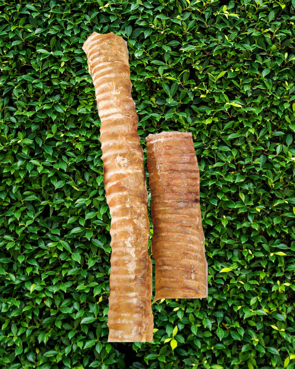 beef trachea