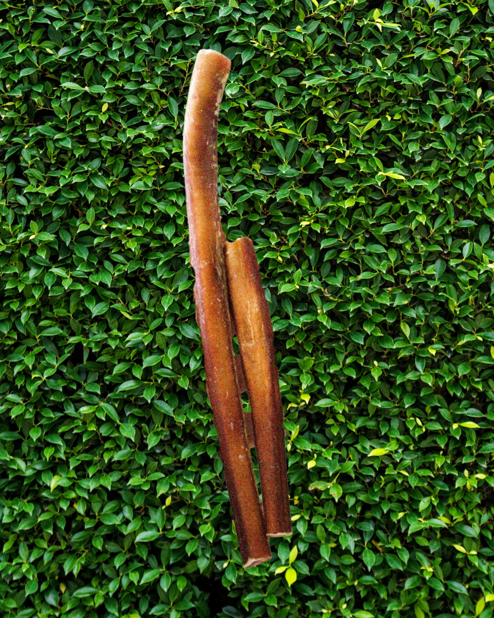 bully stick